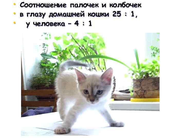  • Соотношение палочек и колбочек • в глазу домашней кошки 25 : 1,