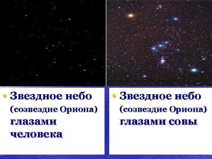  • Звездное небо (созвездие Ориона) глазами человека глазами совы 