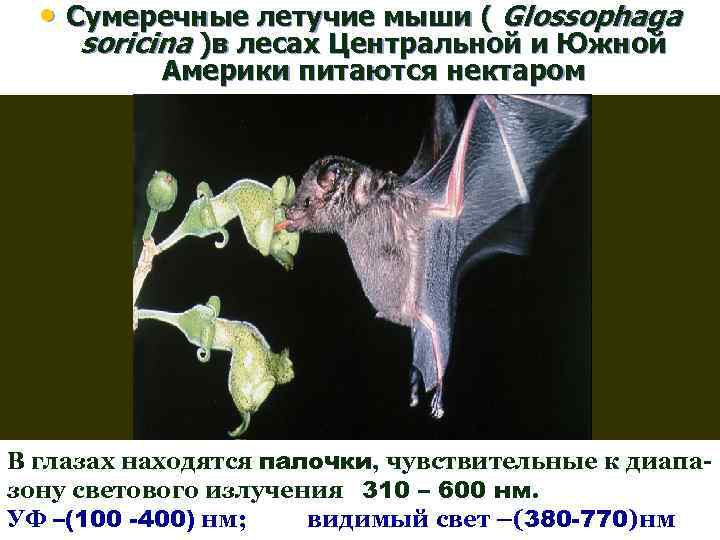  • Сумеречные летучие мыши ( Glossophaga soricina )в лесах Центральной и Южной Америки