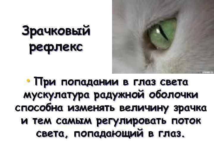 Зрачковый рефлекс • При попадании в глаз света мускулатура радужной оболочки способна изменять величину