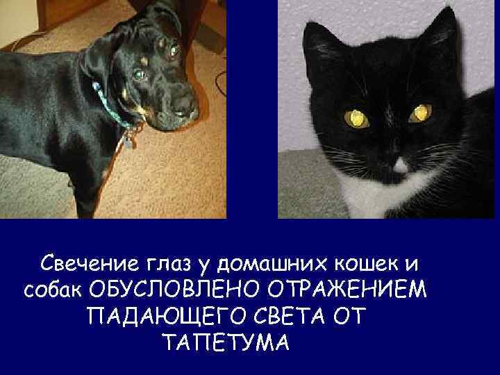  Свечение глаз у домашних кошек и собак ОБУСЛОВЛЕНО ОТРАЖЕНИЕМ ПАДАЮЩЕГО СВЕТА ОТ ТАПЕТУМА