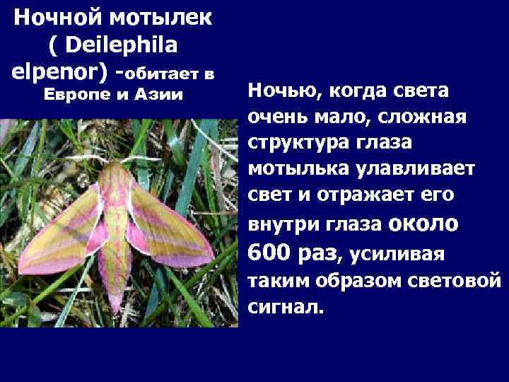 Ночной мотылек ( Deilephila elpenor) -обитает в Европе и Азии Ночью, когда света очень