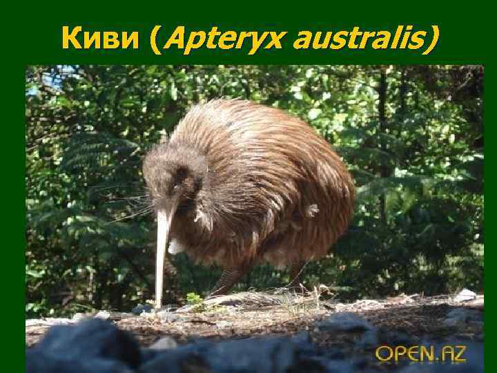Киви (Apteryx australis) 