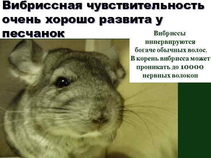 Вибриссная чувствительность очень хорошо развита у Вибриссы песчанок иннервируются богаче обычных волос. В корень