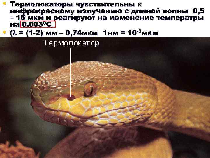  • Термолокаторы чувствительны к • инфракрасному излучению с длиной волны 0, 5 –