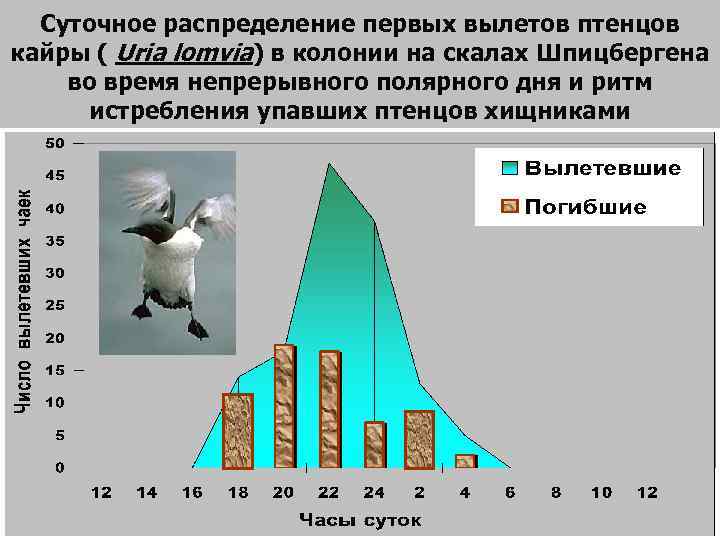 Суточное распределение первых вылетов птенцов кайры ( Uria lomvia) в колонии на скалах Шпицбергена