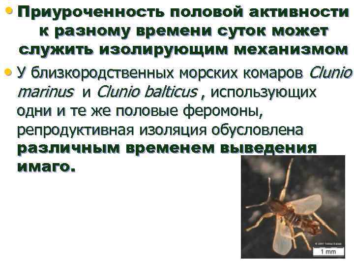  • Приуроченность половой активности к разному времени суток может служить изолирующим механизмом •