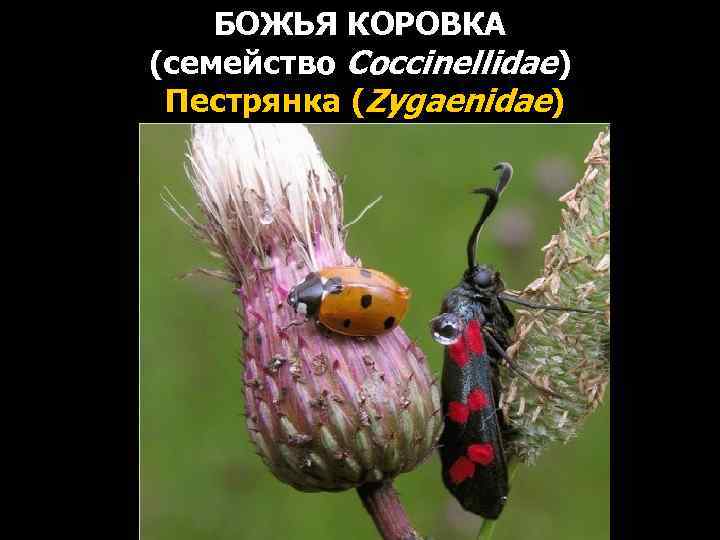 БОЖЬЯ КОРОВКА (семейство Coccinellidae) Пeстрянка (Zygaenidae) 