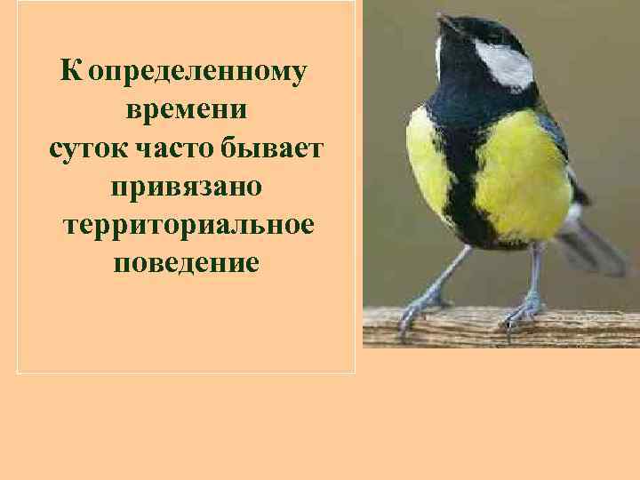 К определенному времени суток часто бывает привязано территориальное поведение 