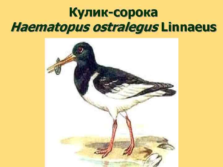 Кулик-сорока Haematopus ostralegus Linnaeus 