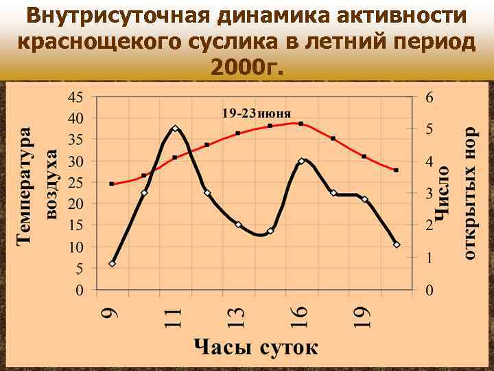 Внутрисуточная динамика активности краснощекого суслика в летний период 2000 г. 
