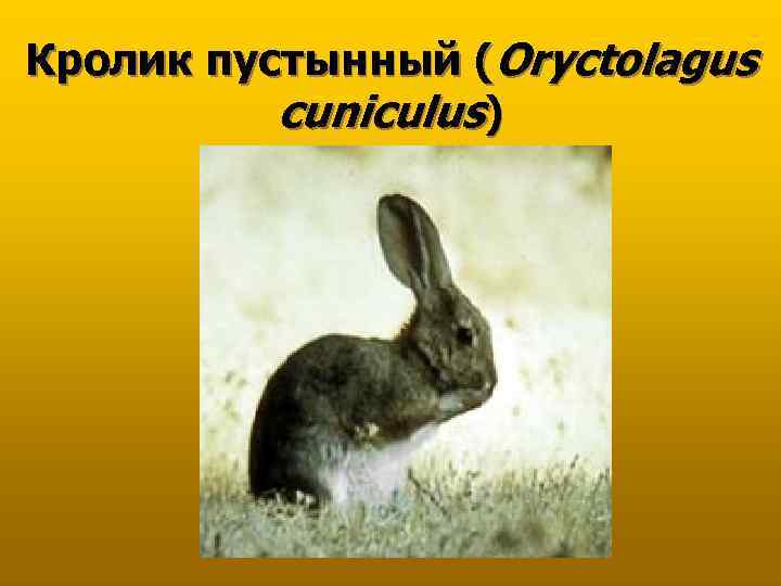 Кролик пустынный (Oryctolagus cuniculus) 