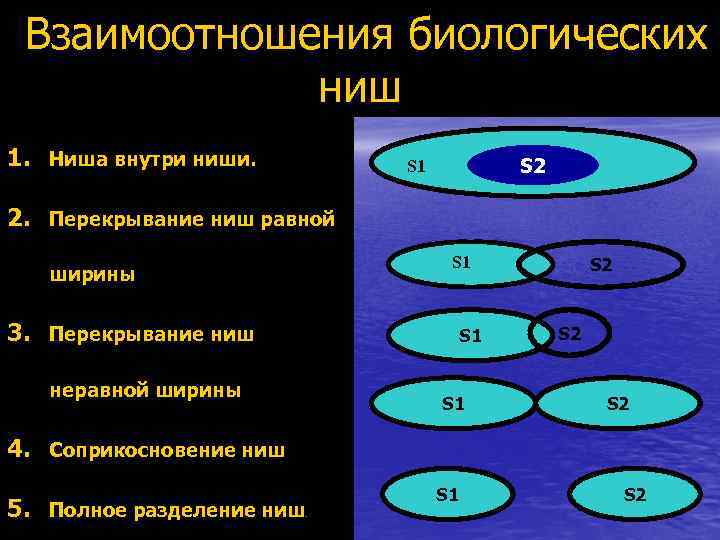  Взаимоотношения биологических ниш 1. Ниша внутри ниши. S 2 S 1 2. Перекрывание