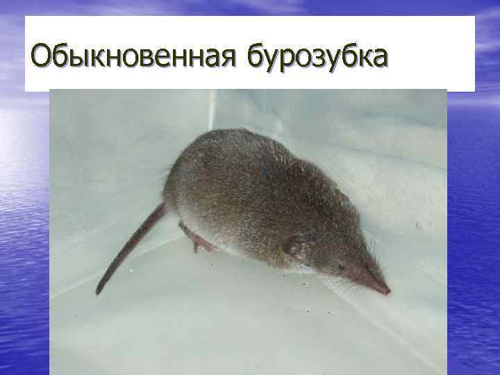 Обыкновенная бурозубка 