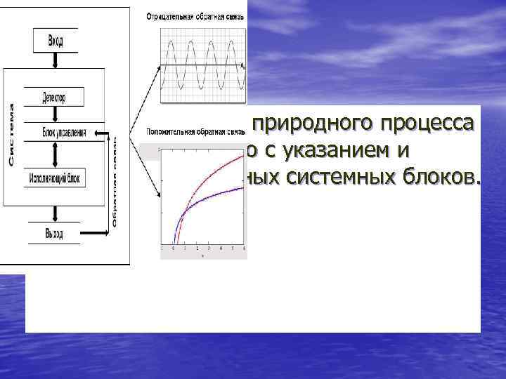 1) Привести пример природного процесса с обратной связью с указанием и названием основных системных