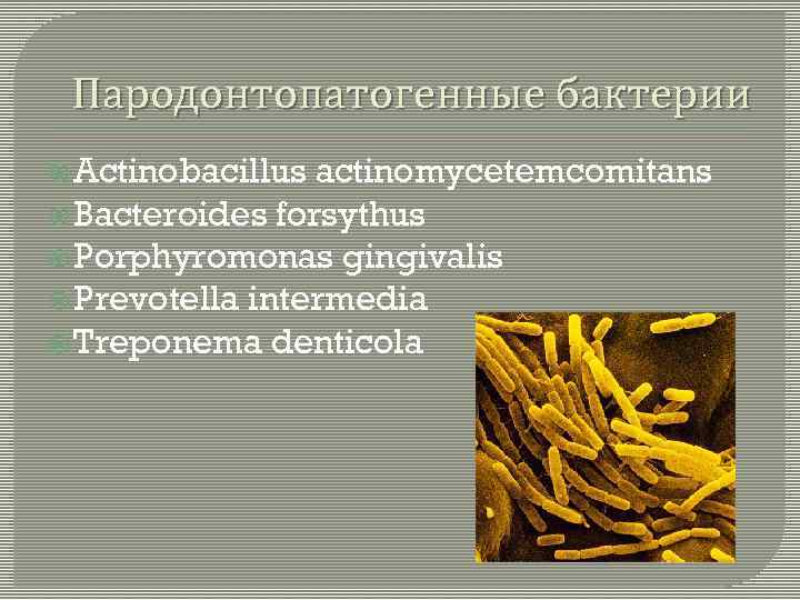 Пародонтопатогенные бактерии Actinobacillus actinomycetemcomitans Bacteroides forsythus Porphyromonas gingivalis Prevotella intermedia Treponema denticola 