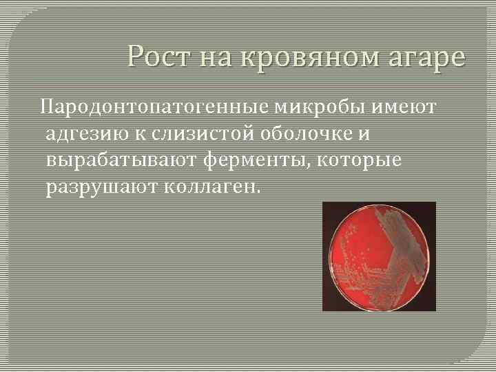Рост на кровяном агаре Пародонтопатогенные микробы имеют адгезию к слизистой оболочке и вырабатывают ферменты,