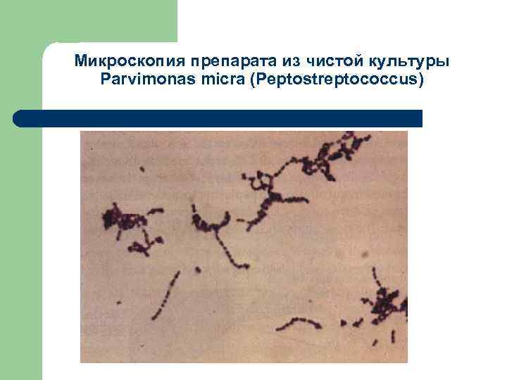 Микроскопия препарата из чистой культуры Parvimonas micra (Peptostreptococcus) 