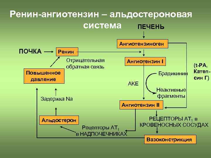 Ренин-ангиотензин – альдостероновая система ПЕЧЕНЬ Ангиотензиноген ПОЧКА Ренин Отрицательная обратная связь Aнгиотензин I Повышенное