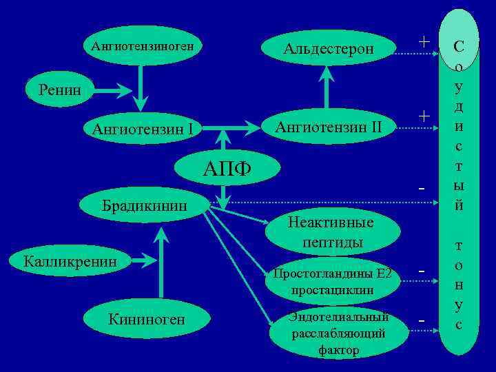Ангиотензиноген Альдестерон + Ангиотензин II + Ренин АПФ Брадикинин Калликренин Кининоген Неактивные пептиды Простогландины