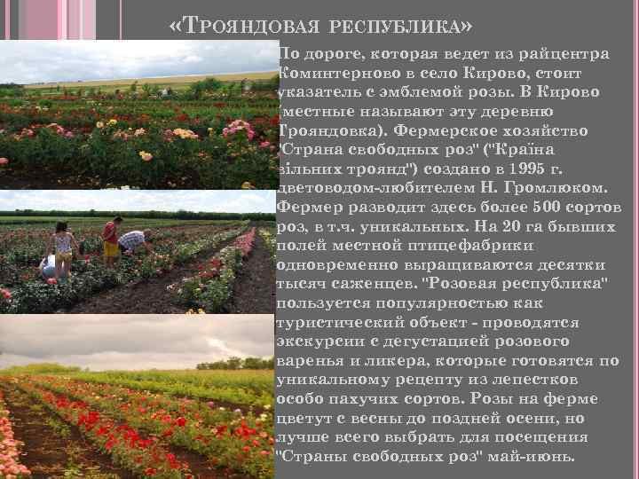  «ТРОЯНДОВАЯ РЕСПУБЛИКА» По дороге, которая ведет из райцентра Коминтерново в село Кирово, стоит