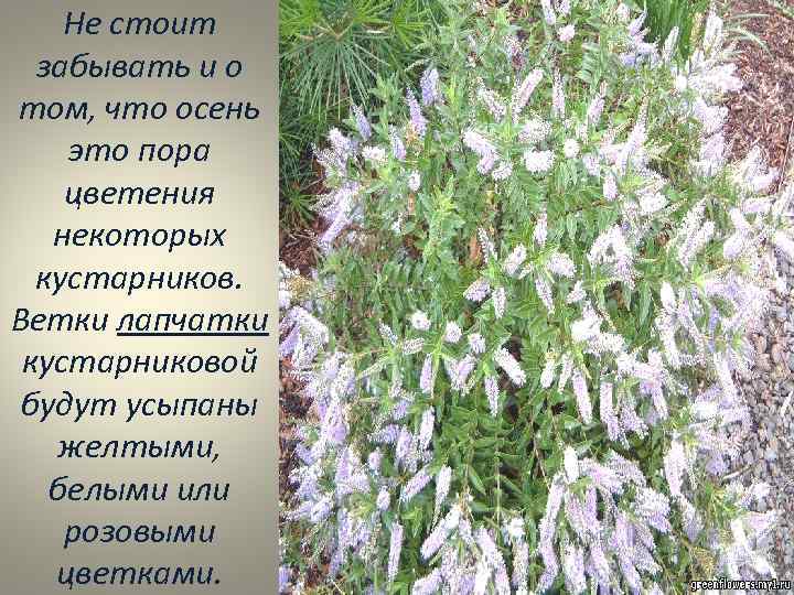 Не стоит забывать и о том, что осень это пора цветения некоторых кустарников. Ветки