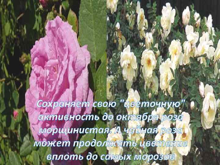 Сохраняет свою 