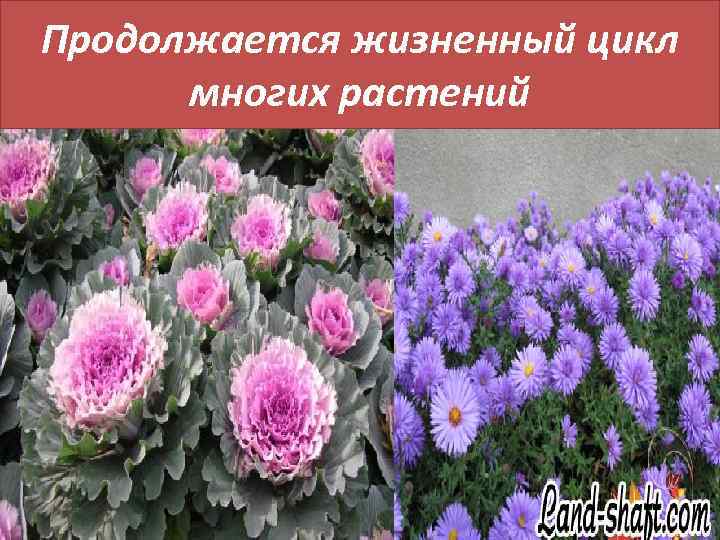 Продолжается жизненный цикл многих растений 