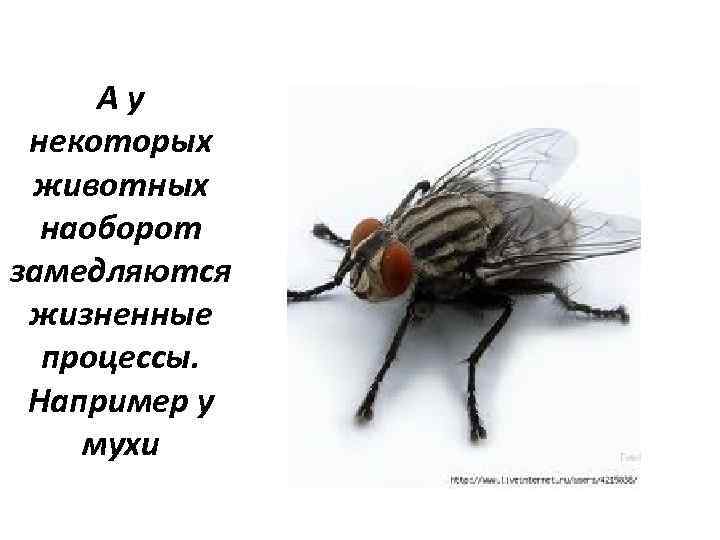 Ау некоторых животных наоборот замедляются жизненные процессы. Например у мухи 