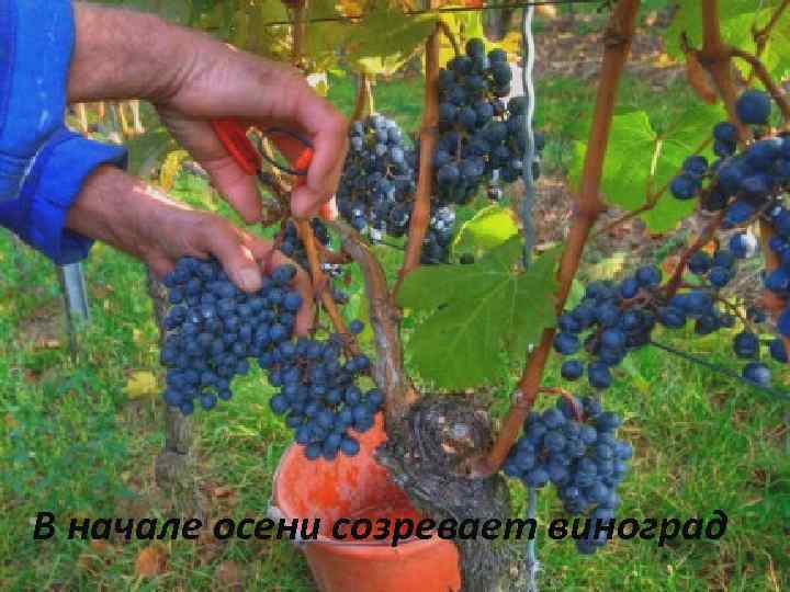 В начале осени созревает виноград 
