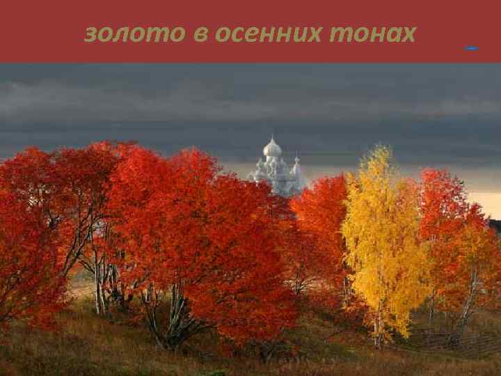 золото в осенних тонах 