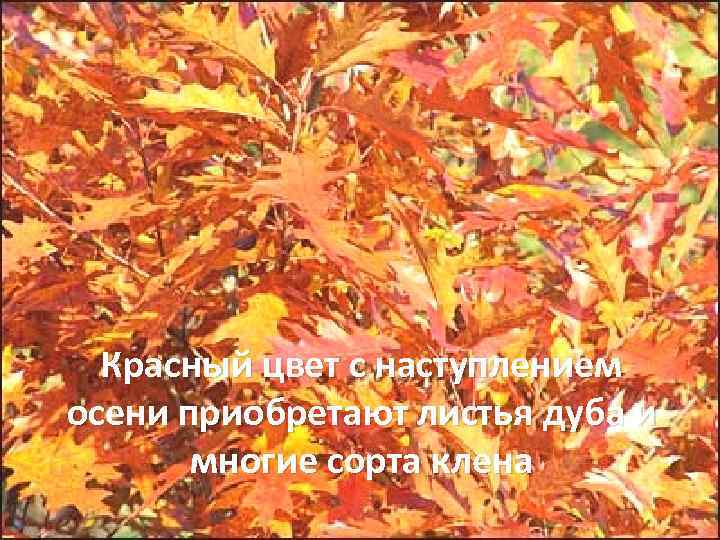 Красный цвет с наступлением осени приобретают листья дуба и многие сорта клена 