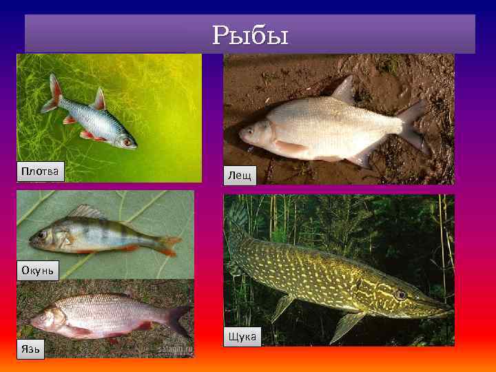 Рыбы Плотва Лещ Окунь Язь Щука 