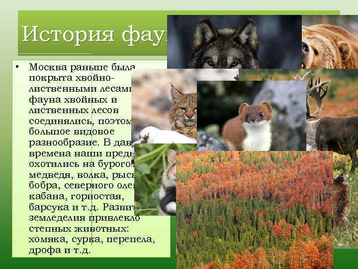 История фауны Москвы • Москва раньше была покрыта хвойнолиственными лесами, фауна хвойных и лиственных