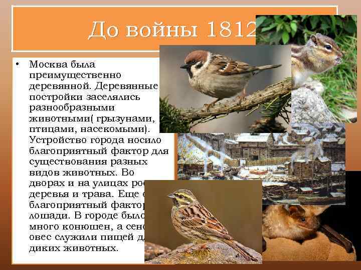 До войны 1812 • Москва была преимущественно деревянной. Деревянные постройки заселялись разнообразными животными( грызунами,