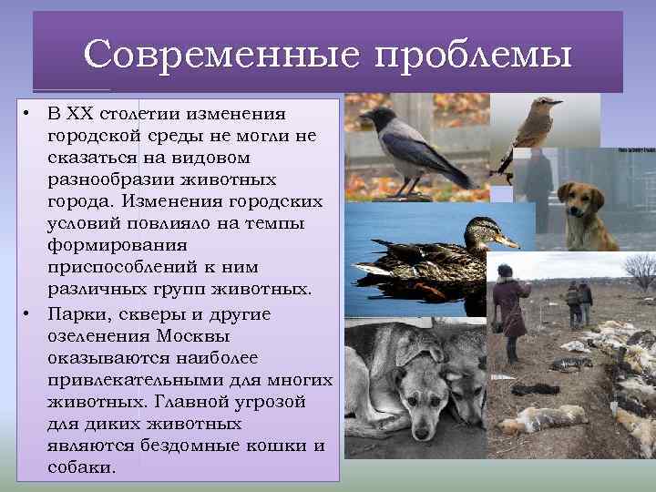 Современные проблемы • В XX столетии изменения городской среды не могли не сказаться на