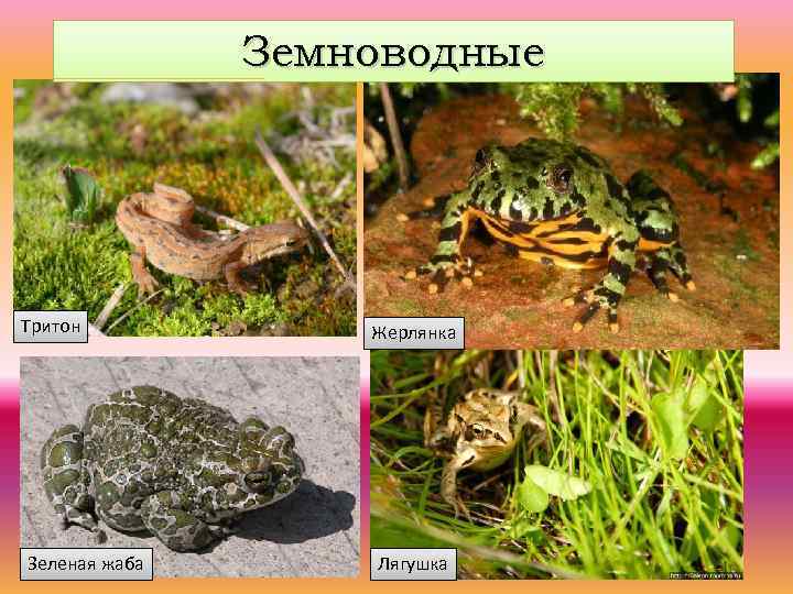 Земноводные Тритон Зеленая жаба Жерлянка Лягушка 