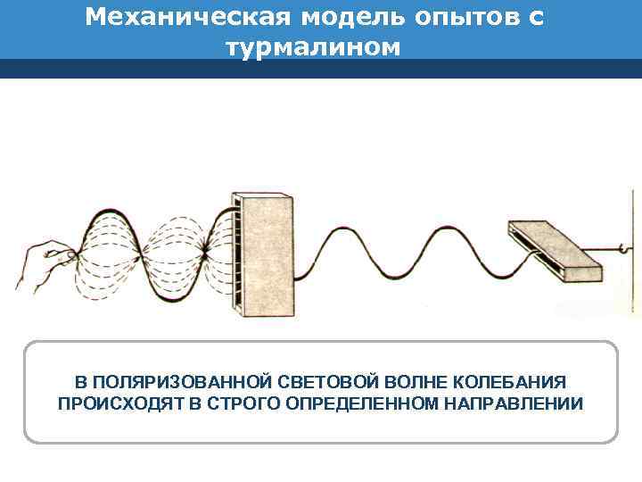 Механическая модель. Механическая модель опытов с турмалином. Механические волны опыты. Плоскополяризованная механическая волна. Механическая модель поляризации.