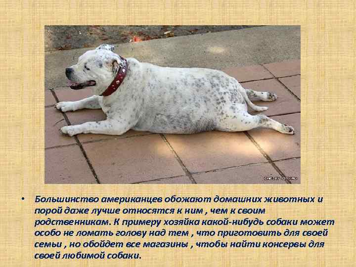  • Большинство американцев обожают домашних животных и порой даже лучше относятся к ним