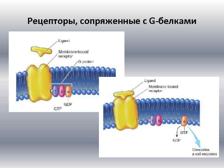 Рецепторы, сопряженные с G-белками 