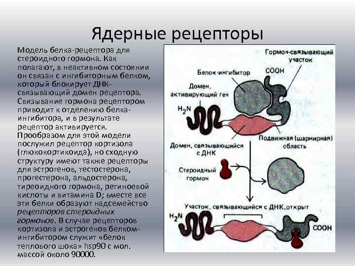 Ядерные рецепторы Модель белка-рецептора для стероидного гормона. Как полагают, в неактивном состоянии он связан