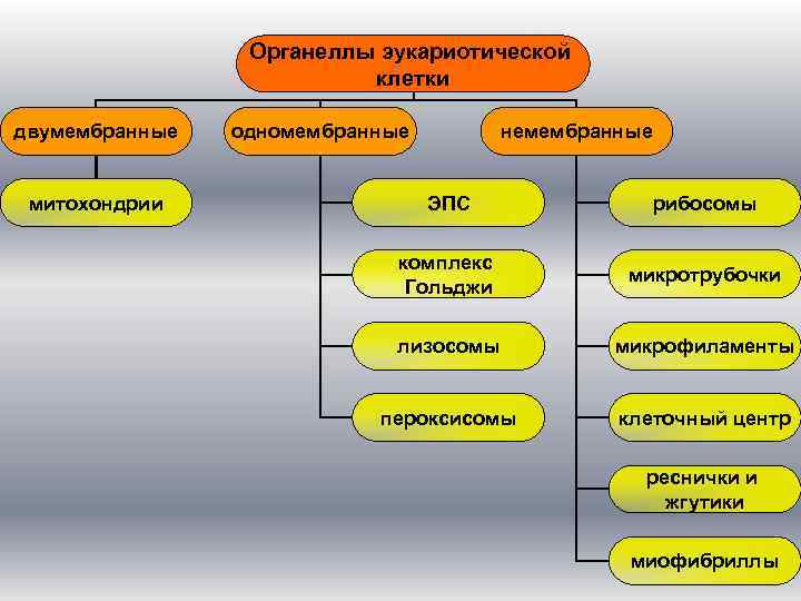 Органеллы эукариотической клетки двумембранные митохондрии одномембранные немембранные ЭПС рибосомы комплекс Гольджи микротрубочки лизосомы микрофиламенты