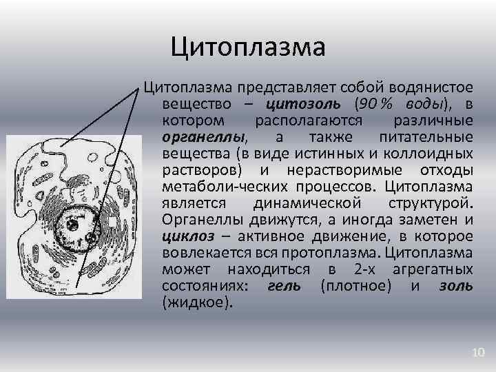 Основное вещество цитоплазмы