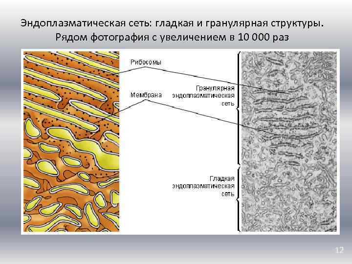 Эндоплазматическая сеть: гладкая и гранулярная структуры. Рядом фотография с увеличением в 10 000 раз