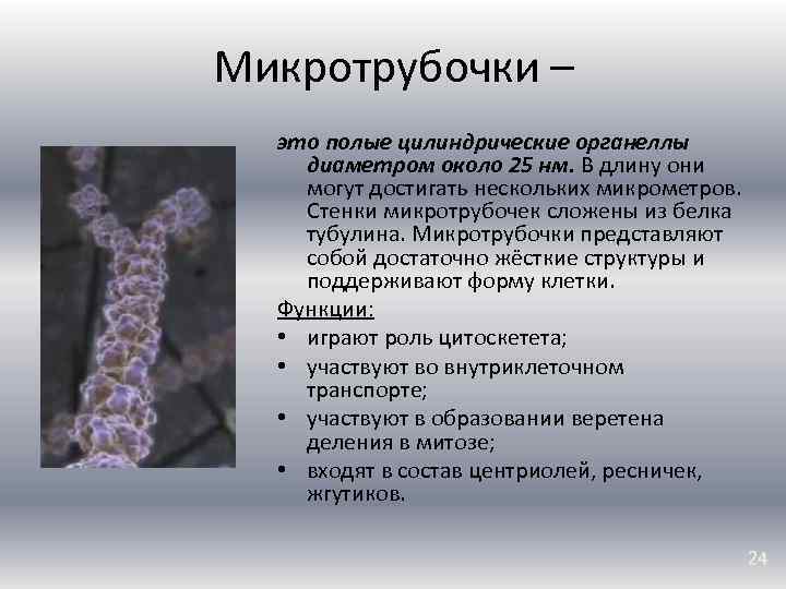 Микротрубочки – это полые цилиндрические органеллы диаметром около 25 нм. В длину они могут