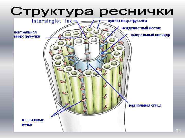 Структурная единица ткани