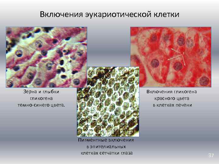 Включения гликогена в печени. Включения эукариотической клетки. Включения гликогена в клетках печени. Клеточные включения гликоген.