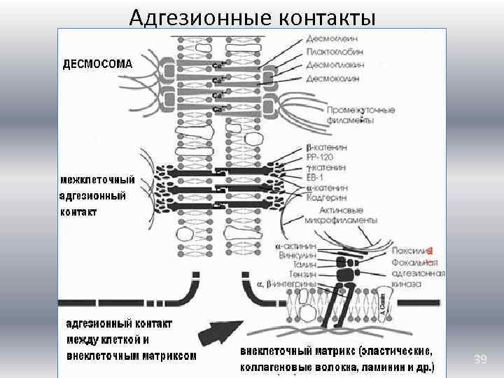 Адгезионные контакты 39 