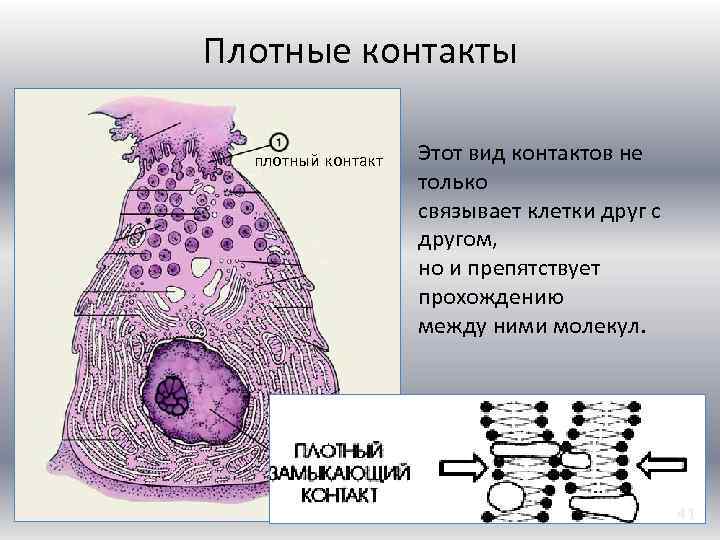 Плотные контакты плотный контакт Этот вид контактов не только связывает клетки друг с другом,