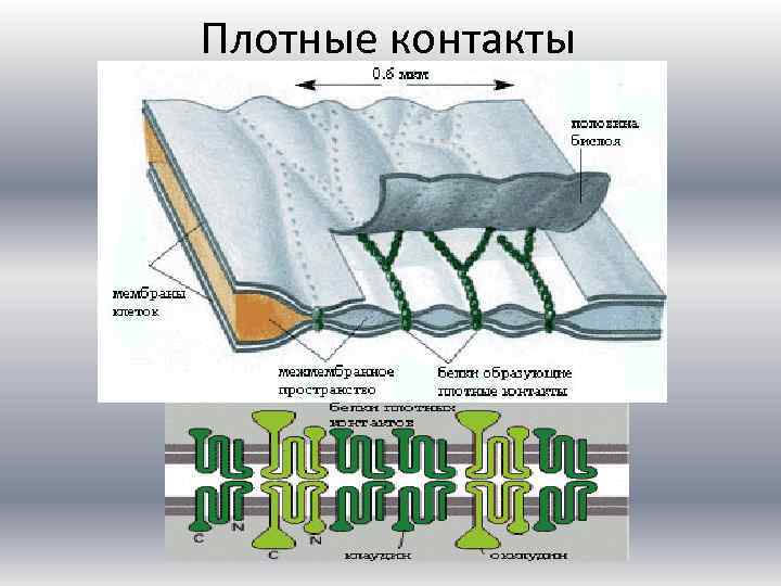 Плотные контакты 